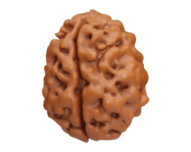Rudraksha 2