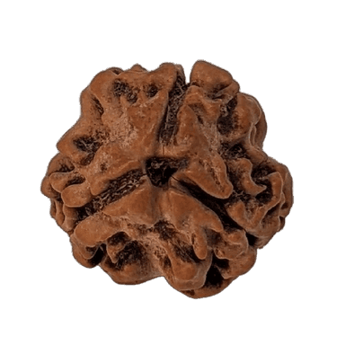Rudraksha 3