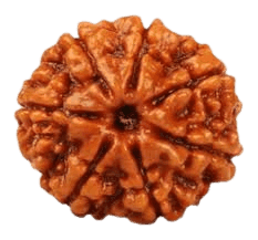 Rudraksha 7