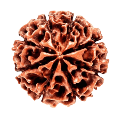 Rudraksha 8