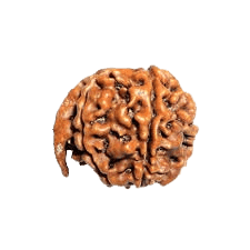 Rudraksha 22