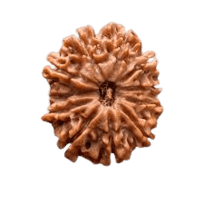 Rudraksha 11