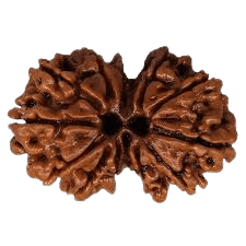 Rudraksha 24