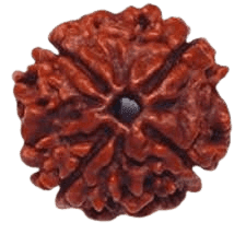 Rudraksha 4