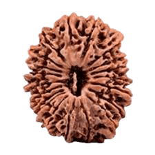 Rudraksha 20