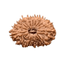Rudraksha 18