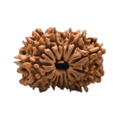 Rudraksha 16
