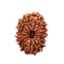 Rudraksha 14