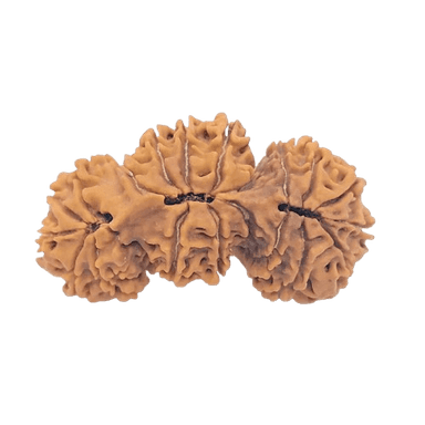 Rudraksha 23